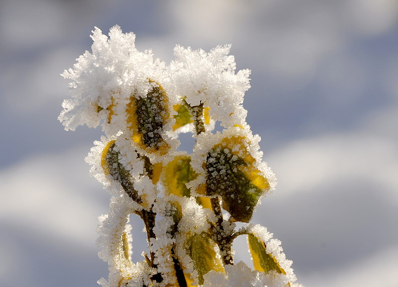 Winter BlattWinter _DDC9013 Kopie.jpg